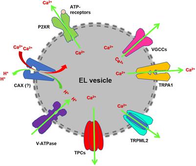 Targeting Endolysosomal Two-Pore Channels to Treat Cardiovascular Disorders in the Novel COronaVIrus Disease 2019